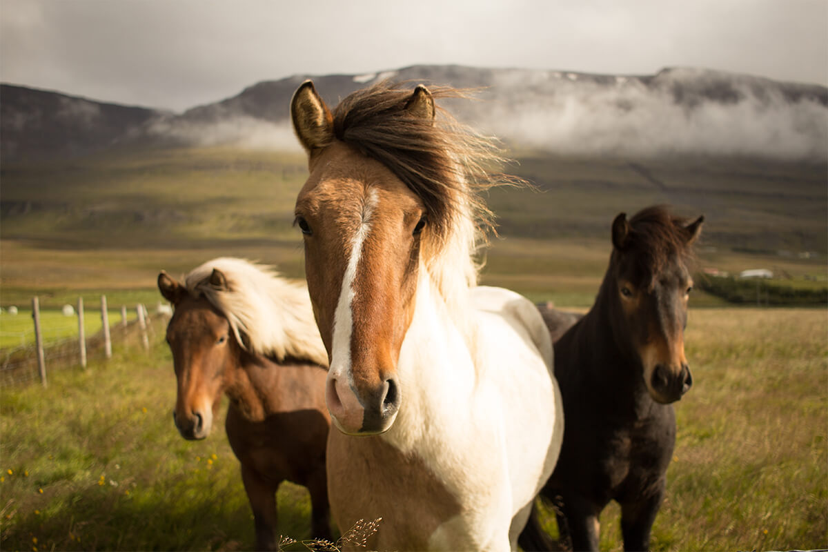 Photo: Horses